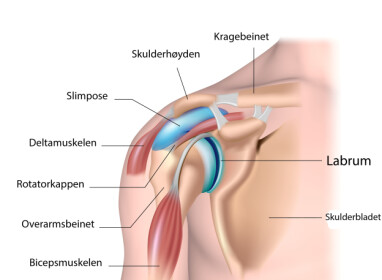 SKULDER: Anatomisk bilde av skulderen. Foto: Shutterstock/ NTB Scanpix / Lommelegen (red) SKULDER: Anatomisk bilde av skulderen. Foto: Shutterstock/ NTB Scanpix / Lommelegen (red)